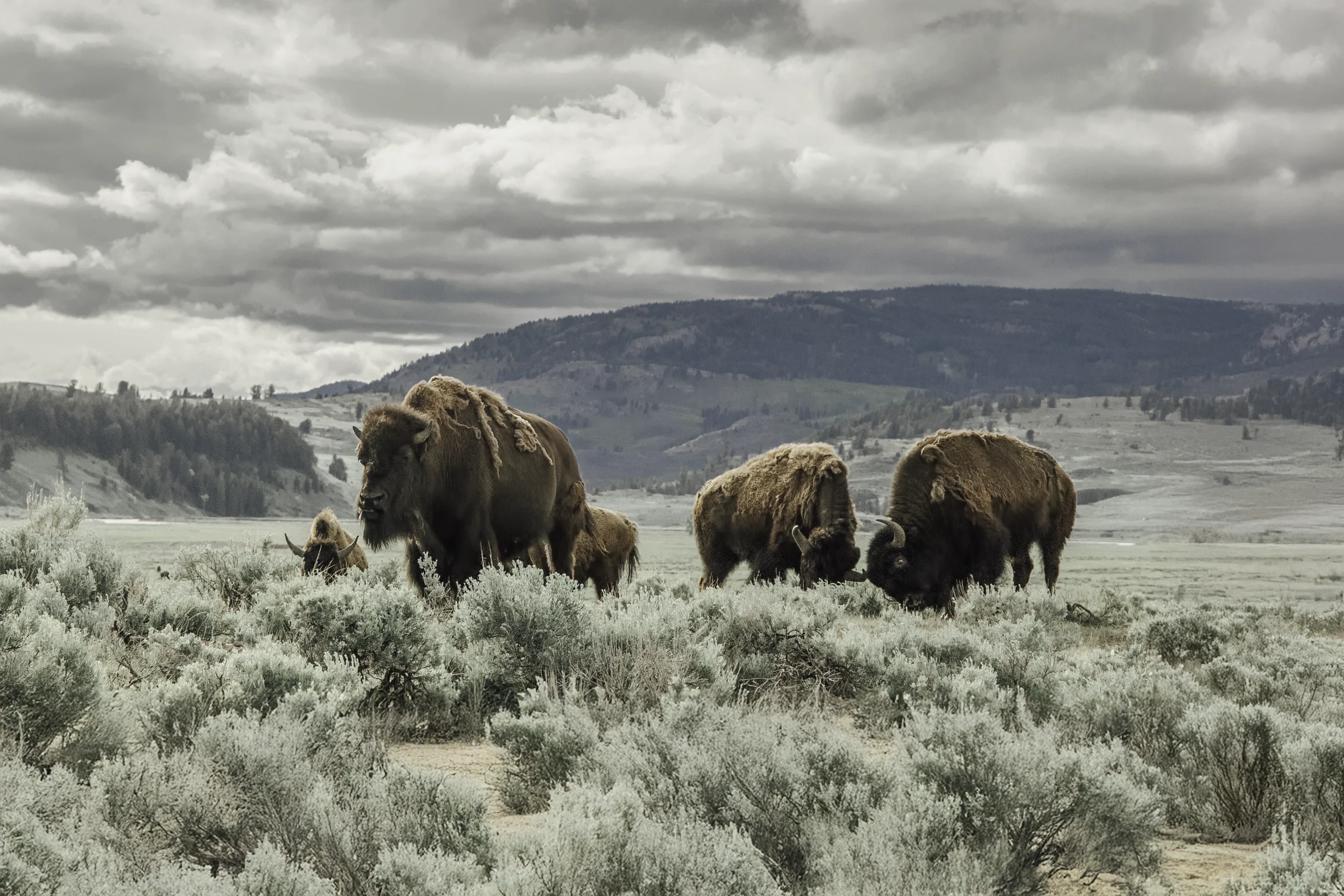 Yellowstone Bison - The Yellowstone Journal Magazine - Cody, Wyoming