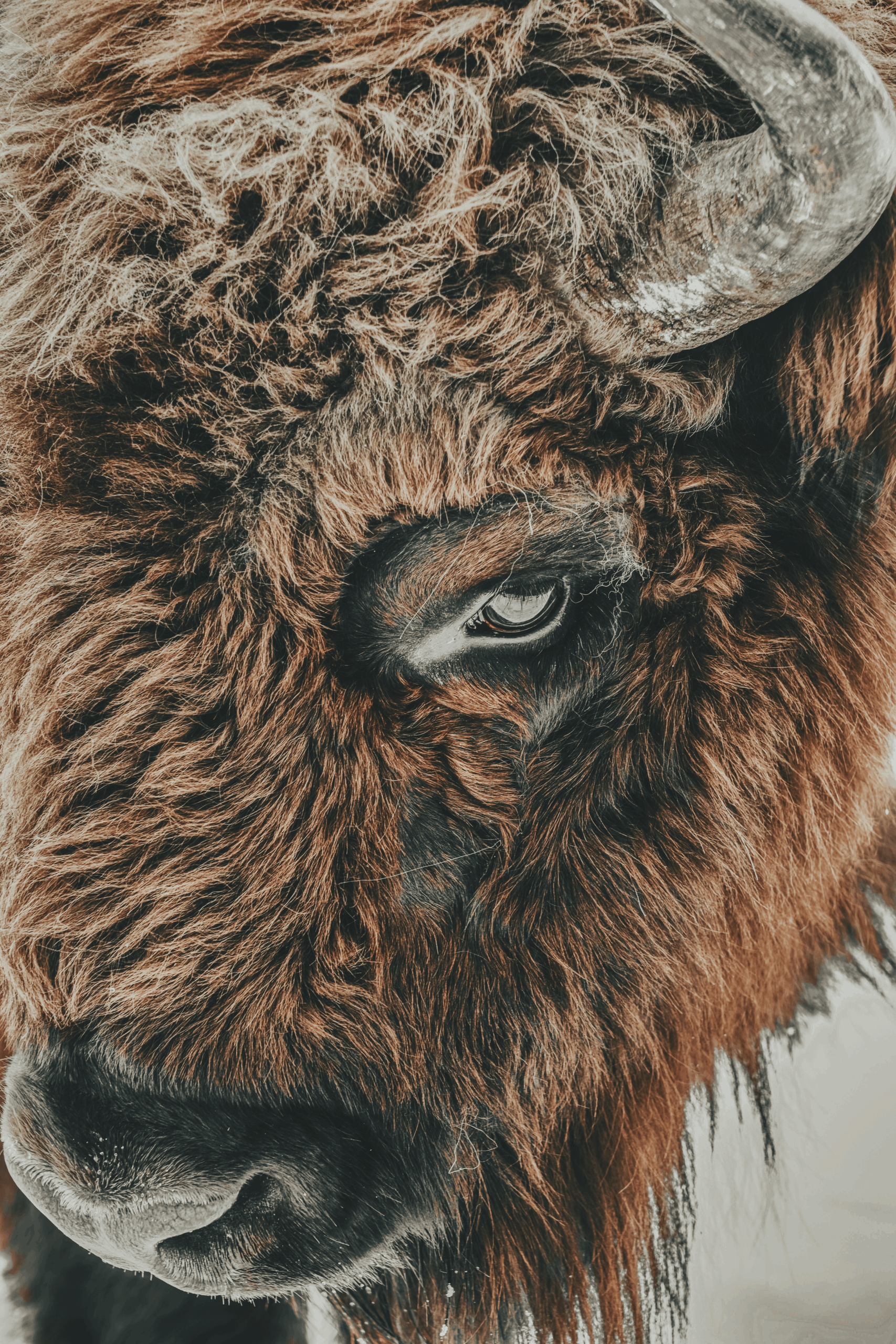 Yellowstone Bison - The Yellowstone Journal Magazine - Cody, Wyoming